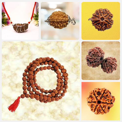 12 mukhi and above