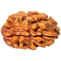 1 Mukhi