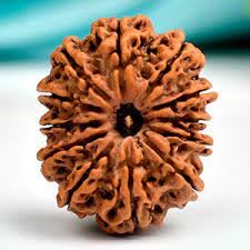 HaridwarDivine 12 Mukhi Rudraksha Beads बारह मुखी नेपाली रुद्राक्ष Twelve Mukhi Rudraksha Original Lab Tested Barah Mukhi with capping 12 Face