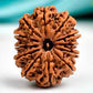 HaridwarDivine Nepali Rudraksha With 925 Silver Pendant | Natural & Certified | Unisex Both for Men & Women