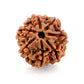 HaridwarDivine Original Seven Mukhi Rudraksha Certified 7 Faced/Seven Face Rudraksh Beads (Brown)