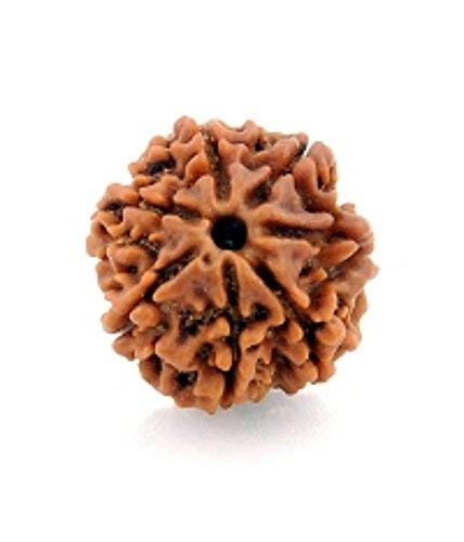 HaridwarDivine Original Seven Mukhi Rudraksha Certified 7 Faced/Seven Face Rudraksh Beads (Brown)