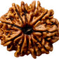 HaridwarDivine 11 Mukhi Rudraksha Bead Eleven Faced Nepali Rudraksh Bead Original & Certified 11 Mukhi Rudraksha Bead for Men and Women, Color Brown