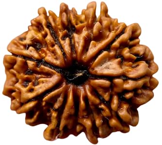 HaridwarDivine 11 Mukhi Rudraksha Bead Eleven Faced Nepali Rudraksh Bead Original & Certified 11 Mukhi Rudraksha Bead for Men and Women, Color Brown