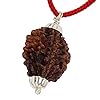 HaridwarDivine 2 Mukhi/Faced Indian Rudraksha with Silver Pandant | Natural & Certified | Astrological Two Mukhi/Faced Rudraksha