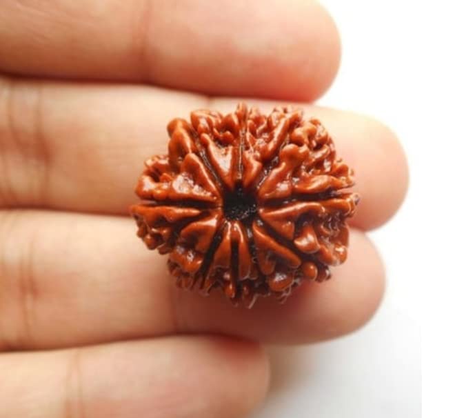 HaridwarDivine 9 Mukhi Rudraksha Pendant, Lab Certified - Nine Mukhi Original Rudraksha Pendant for Men & Women, Original,Charged with Energy, Color Brown