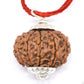 HaridwarDivine  11 Mukhi Rudraksha Pendant  in Red Thread | Gayarah/Eleven Face Lab Certified - Original Rudraks for Men & Women