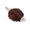 HaridwarDivine 2 Mukhi/Faced Indian Rudraksha with Silver Pandant | Natural & Certified | Astrological Two Mukhi | Positive Effect | Unisex Both for Men & Women