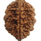 HaridwarDivine Natural 2 Mukhi Rudraksha (2 Face Rudraksha) Lab Certified Rudraksha, Two Face Rudraksha