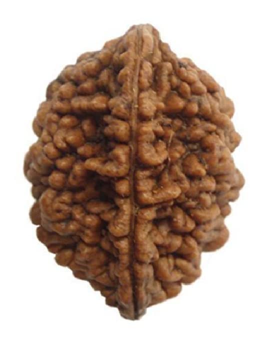 HaridwarDivine Natural 2 Mukhi Rudraksha (2 Face Rudraksha) Lab Certified Rudraksha, Two Face Rudraksha