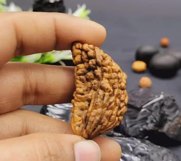 HaridwarDivine 1 Mukhi Faced Rudraksha | Natural & Certified | Astrological One Mukhi/Faced  Kaju Dana Rudraksha | Positive Effect | Unisex Both for Men & Women