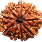 HaridwarDivine 9 Mukhi Rudraksha Pendant, Lab Certified - Nine Mukhi Original Rudraksha Pendant for Men & Women, Original,Charged with Energy, Color Brown