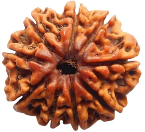 HaridwarDivine 9 Mukhi Rudraksha Pendant, Lab Certified - Nine Mukhi Original Rudraksha Pendant for Men & Women, Original,Charged with Energy, Color Brown