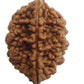 HaridwarDivine Natural 2 Mukhi Rudraksha (2 Face Rudraksha) Lab Certified Rudraksha, Two Face Rudraksha