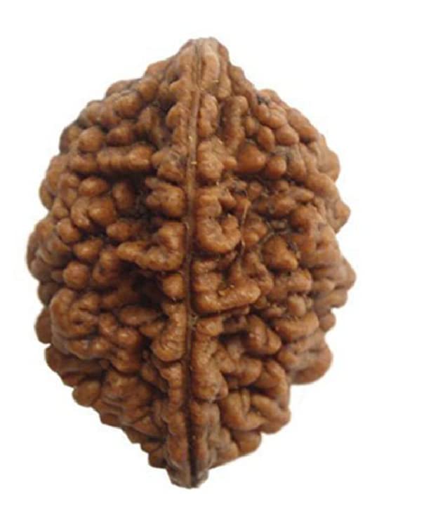 HaridwarDivine Natural 2 Mukhi Rudraksha (2 Face Rudraksha) Lab Certified Rudraksha, Two Face Rudraksha