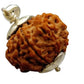 HaridwarDivine 10 Mukhi Rudraksha Nepali/Ten Faced Rudraksha Pendant Original Certified Big Size