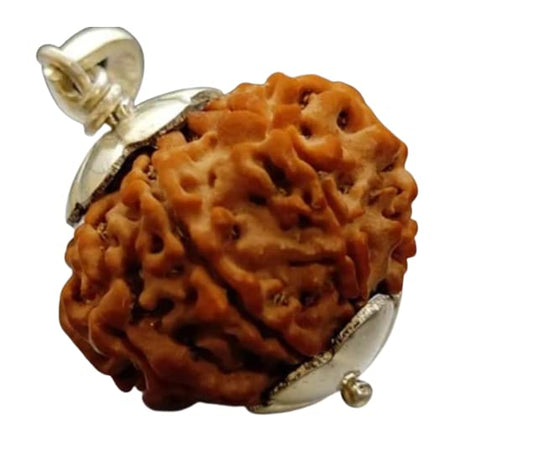 HaridwarDivine 10 Mukhi Rudraksha Nepali/Ten Faced Rudraksha Pendant Original Certified Big Size