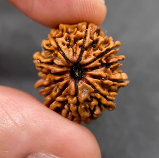 HaridwarDivine 11 Mukhi Rudraksha Bead Eleven Faced Nepali Rudraksh Bead Original & Certified 11 Mukhi Rudraksha Bead for Men and Women, Color Brown