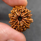 HaridwarDivine 11 Mukhi Rudraksha Nepali/Eleven Faced Rudraksha Pendant Original Certified