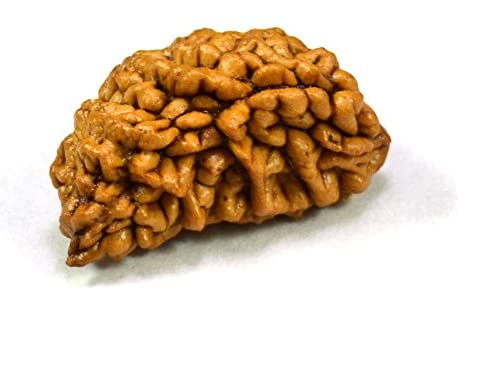 HaridwarDivine 1 Mukhi Faced Rudraksha | Natural & Certified | Astrological One Mukhi/Faced  Kaju Dana Rudraksha | Positive Effect | Unisex Both for Men & Women