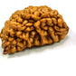 HaridwarDivine 1 Mukhi Faced Rudraksha | Natural & Certified | Astrological One Mukhi/Faced  Kaju Dana Rudraksha | Positive Effect | Unisex Both for Men & Women