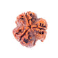 HaridwarDivine 3Mukhi Nepali Original Rudraksha | Natural & Certified |  Unisex | Lab Certified