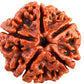 HaridwarDivine 5 Mukhi/Faced Nepali Rudraksha | Natural & Certified | Astrological Five Mukhi/Faced Rudraksha | Positive Effect | Unisex Both for Men & Women