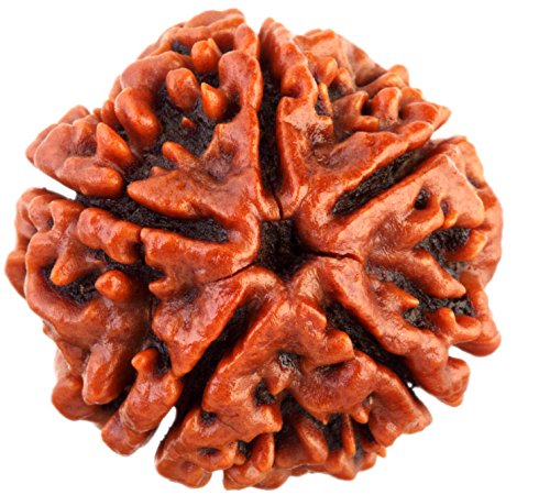 HaridwarDivine 5 Mukhi/Faced Nepali Rudraksha | Natural & Certified | Astrological Five Mukhi/Faced Rudraksha | Positive Effect | Unisex Both for Men & Women