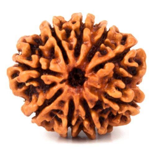 HaridwarDivine 9 Mukhi Rudraksha Bead Nepali, Rudraksha Lab Certified Original Rudraksha Bead For Men&Women,Origin Nepal,Color Brown,Bead Size 10-15 MM 9 मुखी रुद्राक्ष नेपाली ओरिजनल