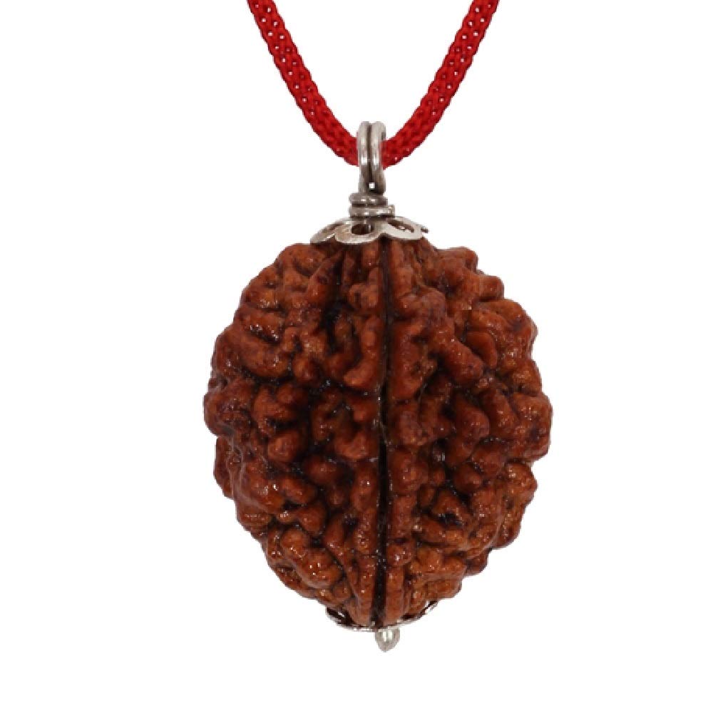 HaridwarDivine 2 Mukhi/Faced Indian Rudraksha with Silver Pandant | Natural & Certified | Astrological Two Mukhi | Positive Effect | Unisex Both for Men & Women