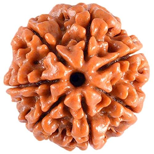 HaridwarDivine Original Seven Mukhi Rudraksha Certified 7 Faced/Seven Face Rudraksh Beads (Brown)