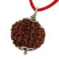 7 Mukhi Rudraksha Original Certified with Pendant 18mm 7 Mukhi Rudraksha Nepali 7 मुखी रुद्राक्ष ओरिजिनल 7 Face Rudraksha Original Certified Nepal Satmukhi