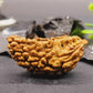 HaridwarDivine 1 Mukhi Faced Rudraksha | Natural & Certified | Astrological One Mukhi/Faced  Kaju Dana Rudraksha | Positive Effect | Unisex Both for Men & Women