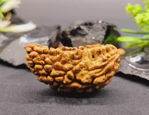 HaridwarDivine 1 Mukhi Faced Rudraksha | Natural & Certified | Astrological One Mukhi/Faced  Kaju Dana Rudraksha | Positive Effect | Unisex Both for Men & Women