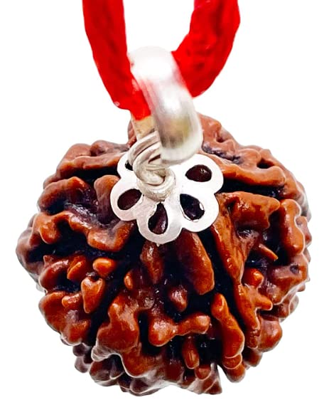 HaridwarDivine  5 Mukhi Rudraksha 5 Mukhi Rudraksha Original Certified Nepali Pendant 5 Face 16mm 5 मुखी पांच रुद्राक्ष मुखी नेपाली रुद्राक्ष Five Mukhi