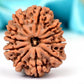 HaridwarDivine 11 Mukhi Rudraksha Bead Eleven Faced Nepali Rudraksh Bead Original & Certified 11 Mukhi Rudraksha Bead for Men and Women, Color Brown