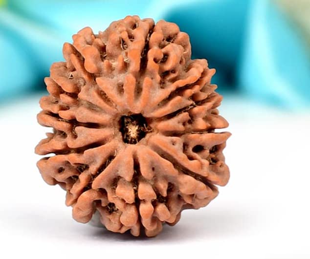 HaridwarDivine 11 Mukhi Rudraksha Bead Eleven Faced Nepali Rudraksh Bead Original & Certified 11 Mukhi Rudraksha Bead for Men and Women, Color Brown