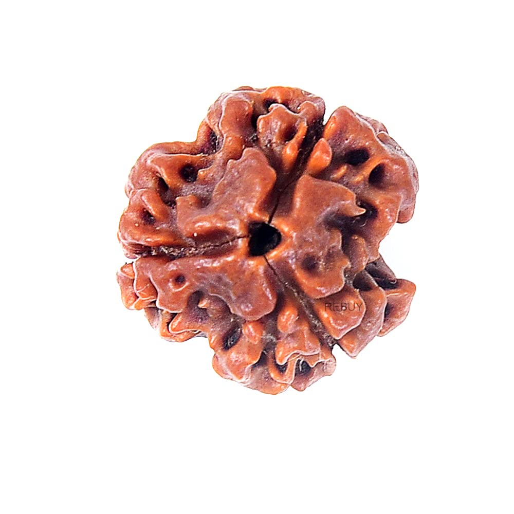 HaridwarDivine 3Mukhi Nepali Original Rudraksha | Natural & Certified |  Unisex | Lab Certified