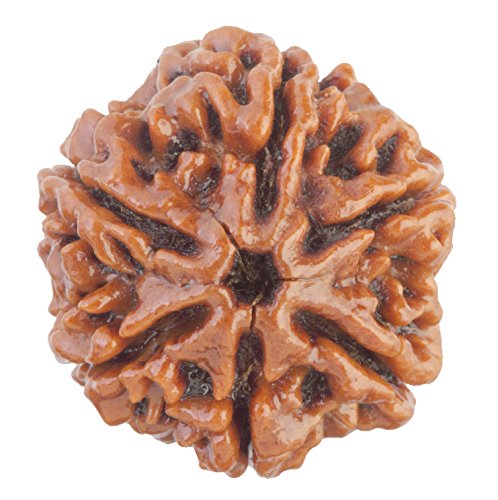 HaridwarDivine 6 Face Rudraksha 6 Mukhi Rudraksha Original Certified Nepali 17mm Dana 6 मुखी रुद्राक्ष ओरिजिनल भगवान कार्तिकेय का प्रतीक Six Face Rudraksha 6 Face Rudraksha Nepal Beads