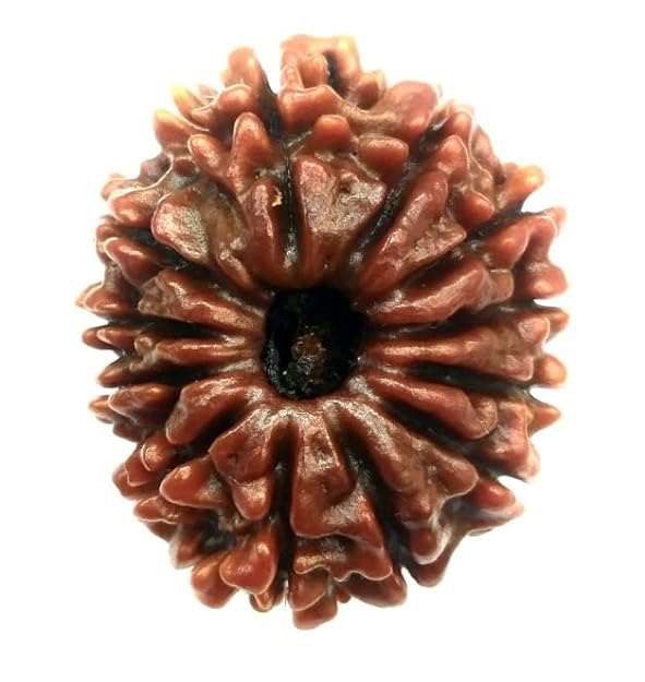 HaridwarDivine 12 Mukhi Rudraksha Beads बारह मुखी नेपाली रुद्राक्ष Twelve Mukhi Rudraksha Original Lab Tested Barah Mukhi with capping 12 Face