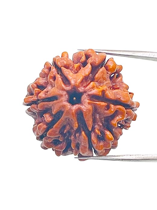 HaridwarDivine 6 Face Rudraksha 6 Mukhi Rudraksha Original Certified Nepali 17mm Dana 6 मुखी रुद्राक्ष ओरिजिनल भगवान कार्तिकेय का प्रतीक Six Face Rudraksha 6 Face Rudraksha Nepal Beads