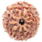 HaridwarDivine 10 Mukhi Rudraksha/Ten Faced Rudraksha Original Certified Bead (Color : Brown)