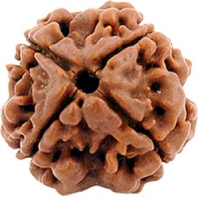 HaridwarDivine 4 Mukhi Rudraksha Nepali Rudraksh Bead Original & Certified Rudraksha for Men and Women, Color Brown, Origin Nepal