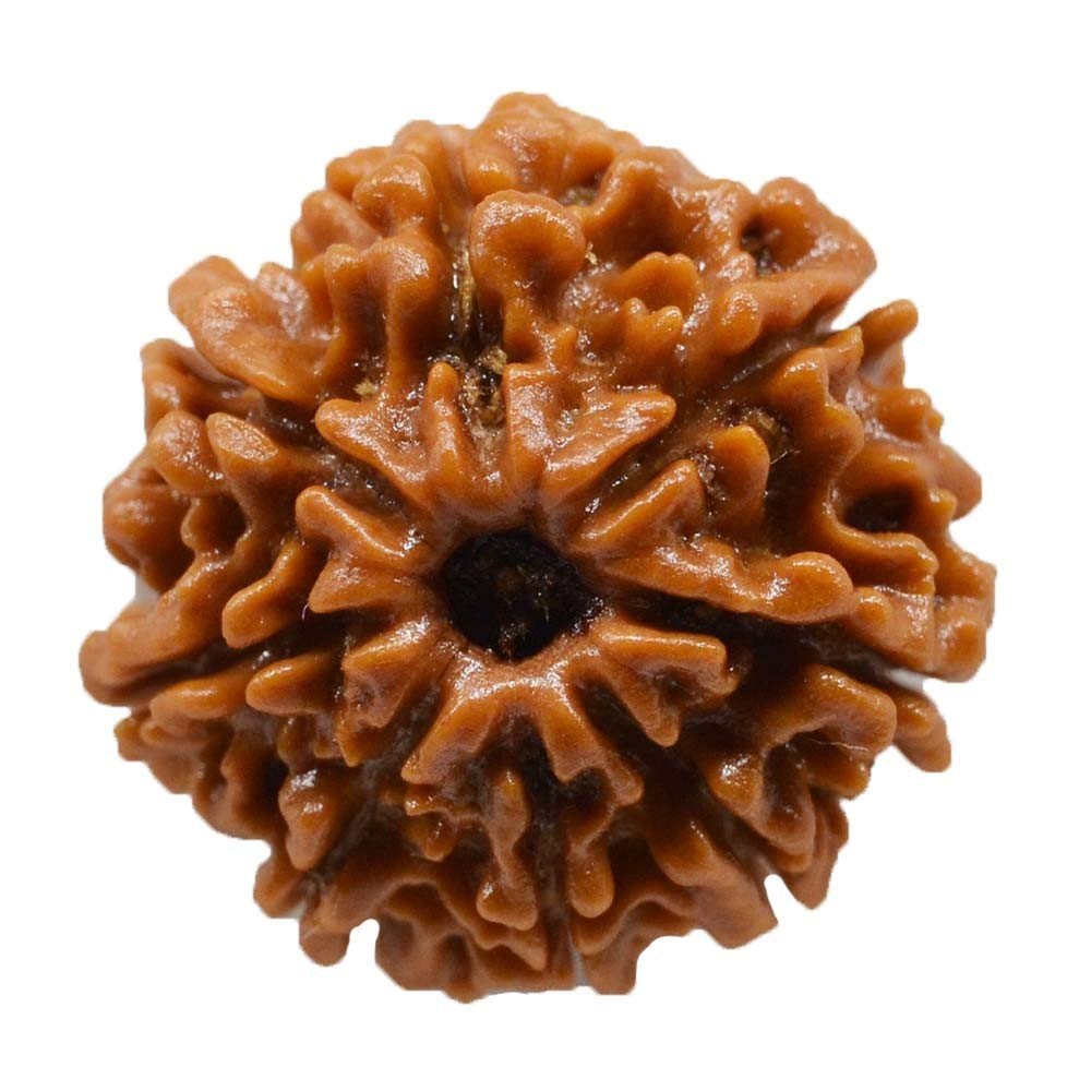 HaridwarDivine 8 Mukhi/Faced Nepali Rudraksha | Natural & Certified | Astrological Eight Mukhi/Faced Rudraksha | Positive Effect | Unisex Both for Men & Women