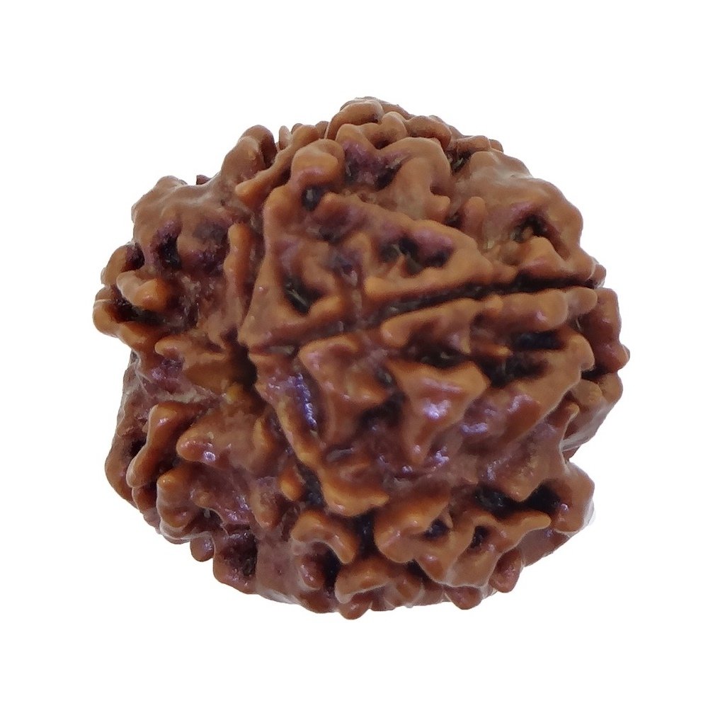 HaridwarDivine 5 Mukhi/Faced Nepali Rudraksha | Natural & Certified | Astrological Five Mukhi/Faced Rudraksha | Positive Effect | Unisex Both for Men & Women