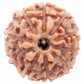 HaridwarDivine 10 Mukhi Rudraksha/Ten Faced Rudraksha Original Certified Bead (Color : Brown)