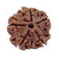 HaridwarDivine 5 Mukhi/Faced Nepali Rudraksha | Natural & Certified | Astrological Five Mukhi/Faced Rudraksha | Positive Effect | Unisex Both for Men & Women