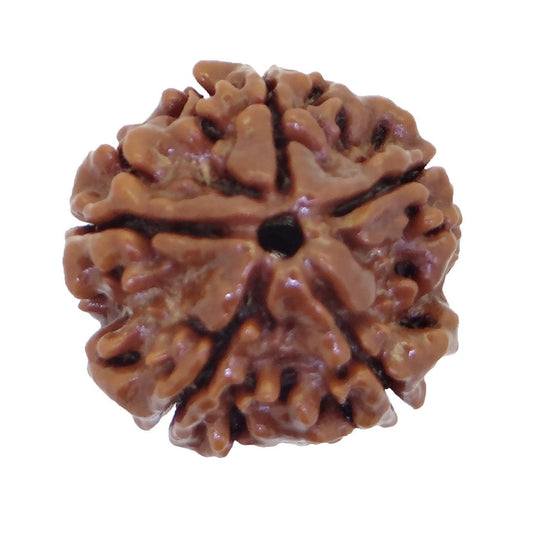 HaridwarDivine 5 Mukhi/Faced Nepali Rudraksha | Natural & Certified | Astrological Five Mukhi/Faced Rudraksha | Positive Effect | Unisex Both for Men & Women