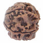 HaridwarDivine 4 Mukhi Rudraksha Nepali Rudraksh Bead Original & Certified Rudraksha for Men and Women, Color Brown, Origin Nepal