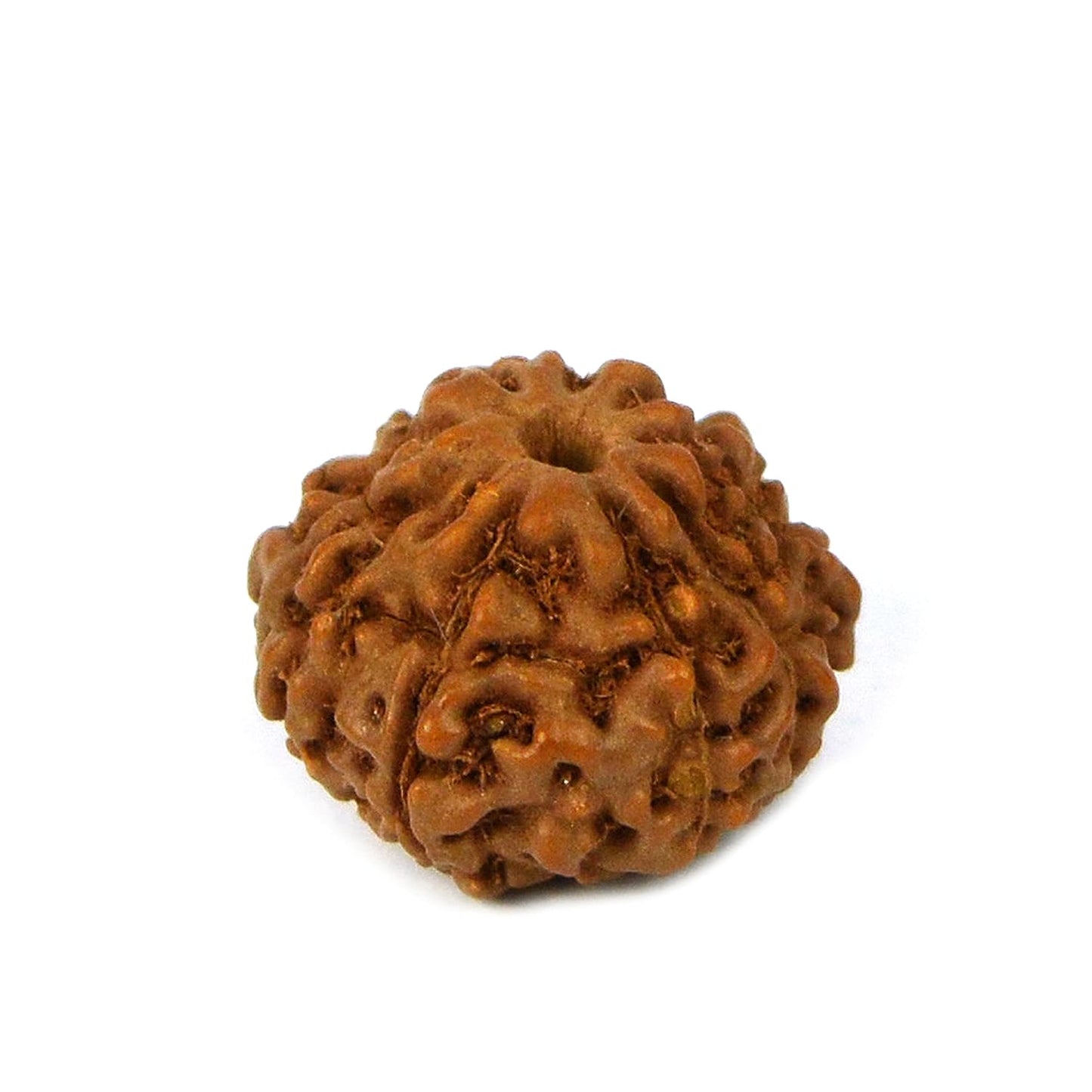 HaridwarDivine 10 Mukhi Rudraksha/Ten Faced Rudraksha Original Certified Bead (Color : Brown)